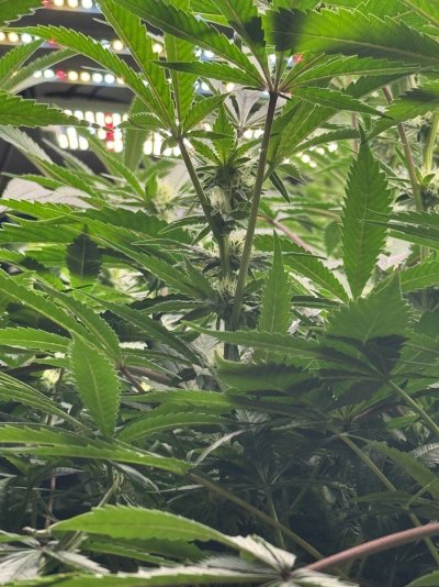 Any advice? Large long vegged plant before flip.