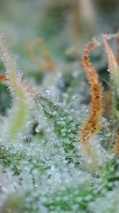cloudy-trichomes-clear-trichomes-and-lots-of-cool-photos-8.jpeg