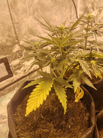 Newbie looking for advice first time growing 💗