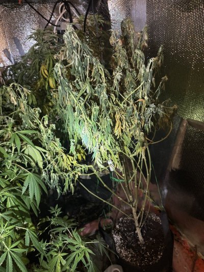 IMG_2261.jpeg