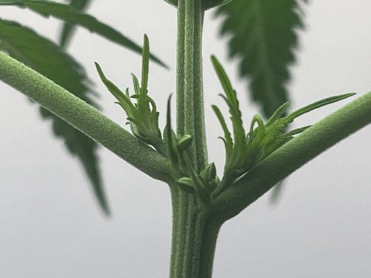 Sudanese landrace indoor organic grow from TRSC
