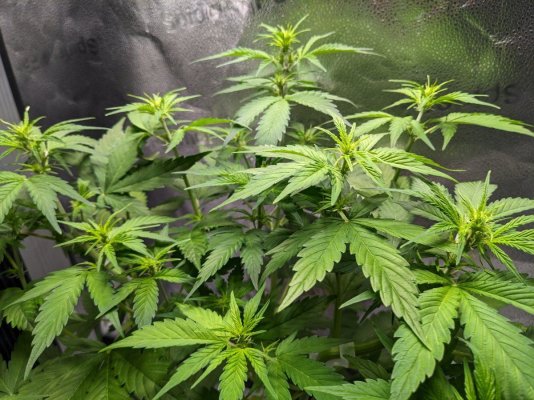 Afghani Autoflower from Growers Choice Seed Co.