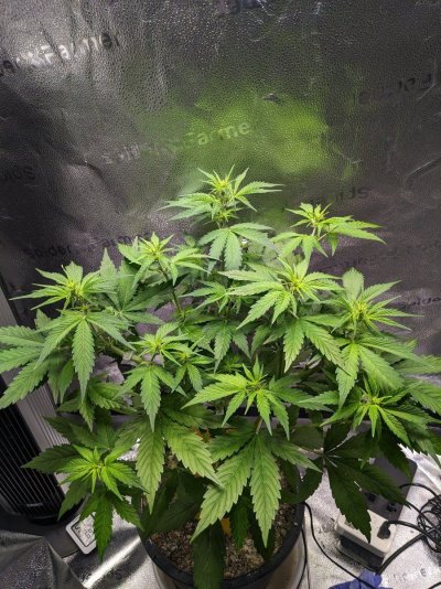 Afghani Autoflower from Growers Choice Seed Co.