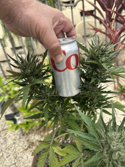 my-buds-are-too-loose-5.jpeg