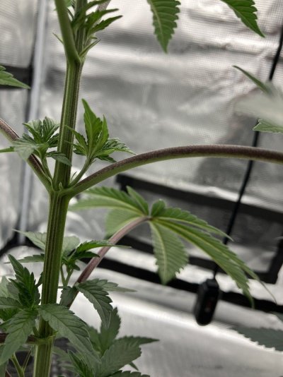 Could this be light stress?