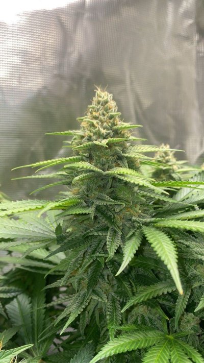 THE TRAINWRECK. Brought to you by thcfarrmer…..