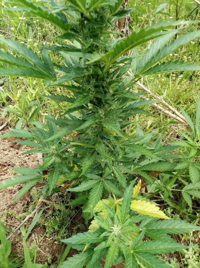 Does this autoflower look done to yall