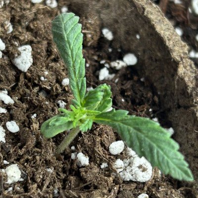 what-is-happening-with-this-seedling-3.jpeg