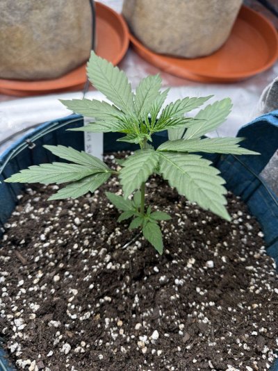 Hawk's All Auto Grow - 2025 Grow Journal