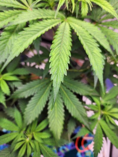 leaf-discoloration-or-light-burn-3.jpg