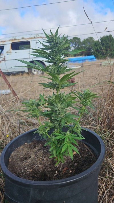 how-long-till-i-can-harvest.jpg