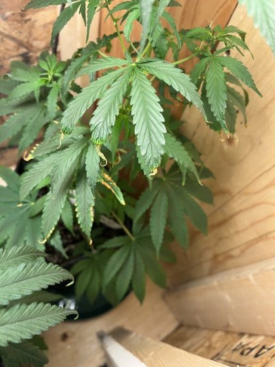Sudanese landrace indoor organic grow from TRSC