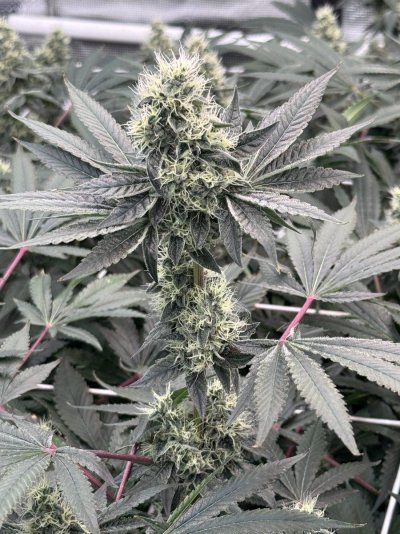 A peek inside my grow tent.
