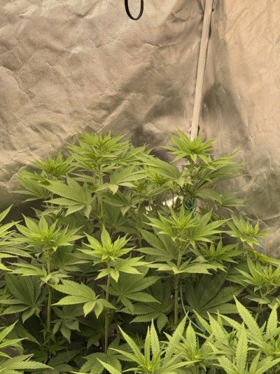 IMG_0509.jpeg