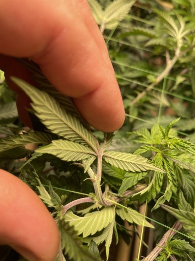 can-somebody-tell-what-the-sex-is-on-this-plant-its-in-veg-from-seeds-i-got-from-a-bag-from-t...jpeg