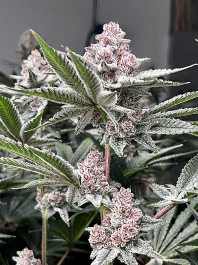 Let's See Your Frostiest Flowers