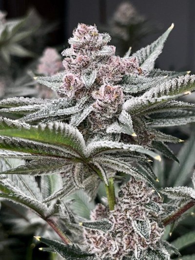 Let's See Your Frostiest Flowers