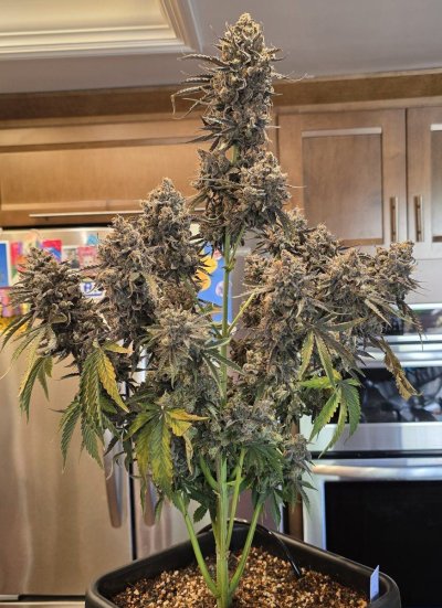 Perpetual, permanent, perennial grow diary... 🙃