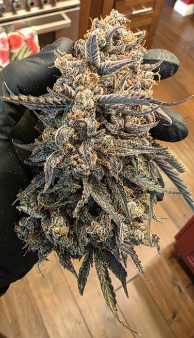 Perpetual, permanent, perennial grow diary... 🙃