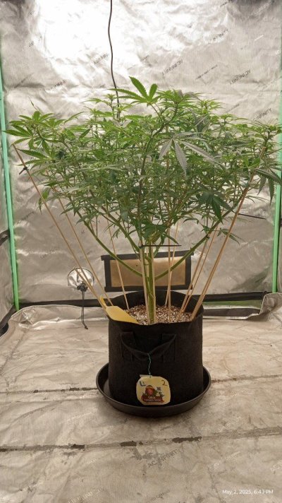ganja famer seeds ak 2.0 GROW