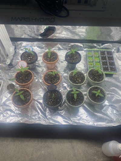 Just wanted to introduce myself