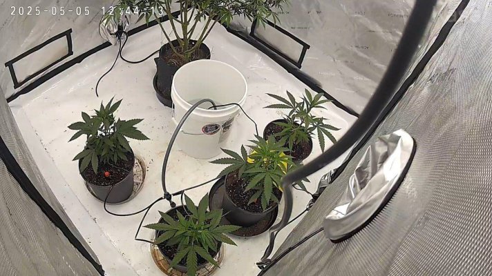 Bgsixxx's 4x2 spider farmer kit grow 1