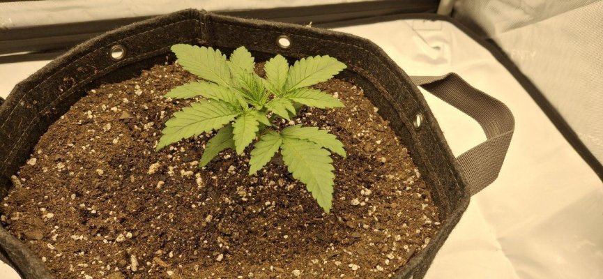 100-organic-blackberry-kush-and-granddaddy-purples-8.jpg