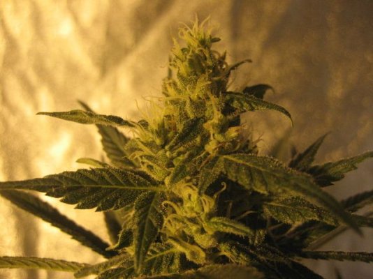 pure alien 50days ,grape stomper 23 days ,geogre w kush at 44 005.jpg