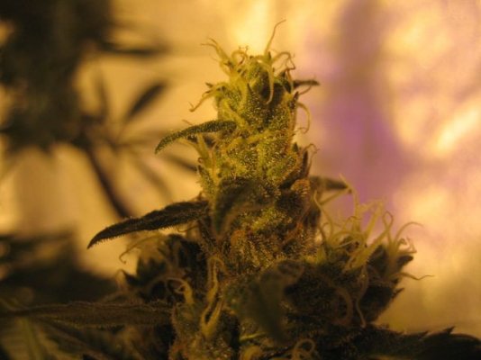 pure alien 50days ,grape stomper 23 days ,geogre w kush at 44 078.jpg
