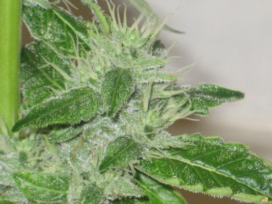 sd5 day55f b.JPG