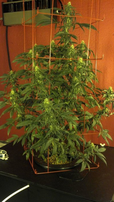 red walls glistening, 15k glowing, UC PRO grow
