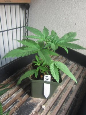 larry-og-cali-connection-8.jpg