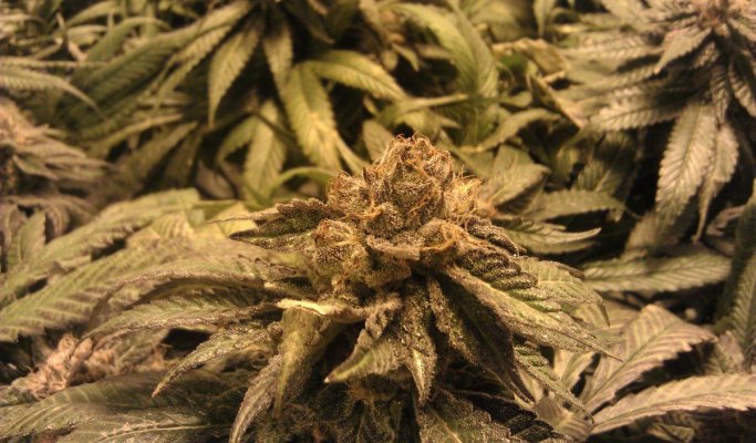 day 52 Bud 2.jpg