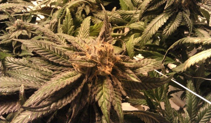 Day 52 Bud 3.jpg
