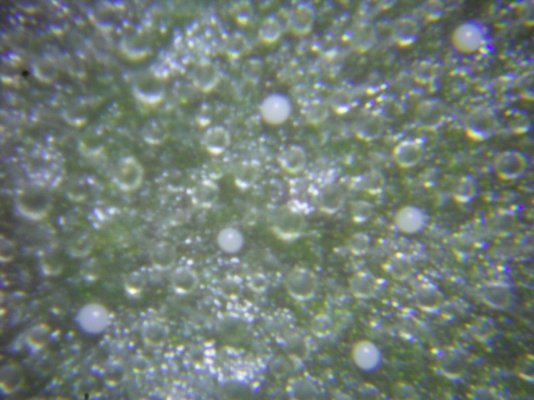 Fungus Gnats/Gnat/Root aphids larve what are these?