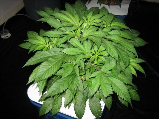 Plants appear overwatered?