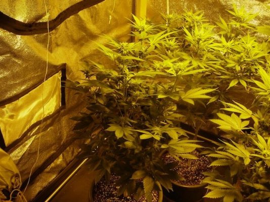 RP OG Kush
