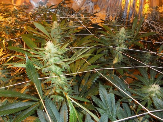 12-11-11 day 29 016.JPG