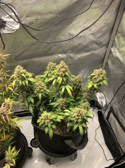 65-day-old-autoflower-for-rookie-4.jpeg