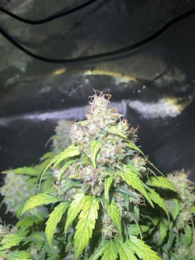 65-day-old-autoflower-for-rookie-5.jpeg