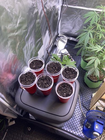 Big Al’s 2025 season indoor/outdoor grow in misery