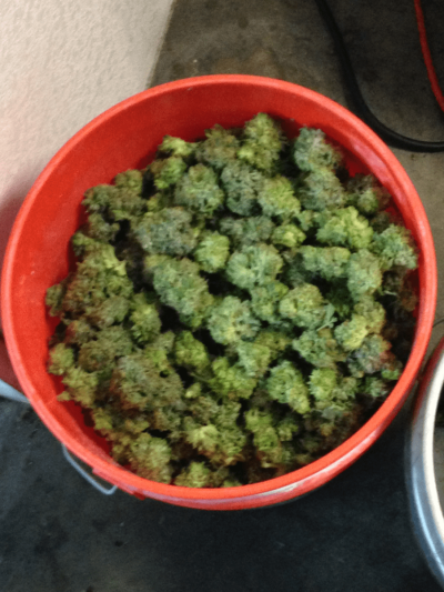 weed.png