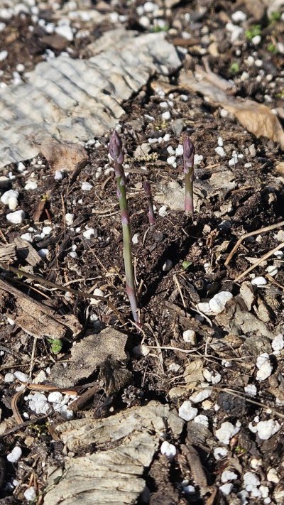 2025 outdoor grows! Let’s see em!