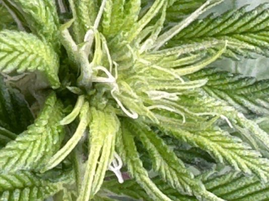 brand-new-baby-buds-indoors-3.jpeg