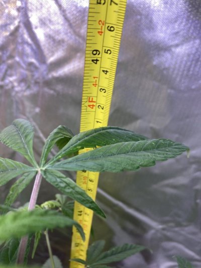 Big Al’s 2025 season indoor/outdoor grow in misery