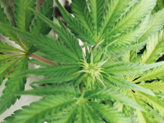Galgrows RS-11 x Okie & Gelato 33 x Okie