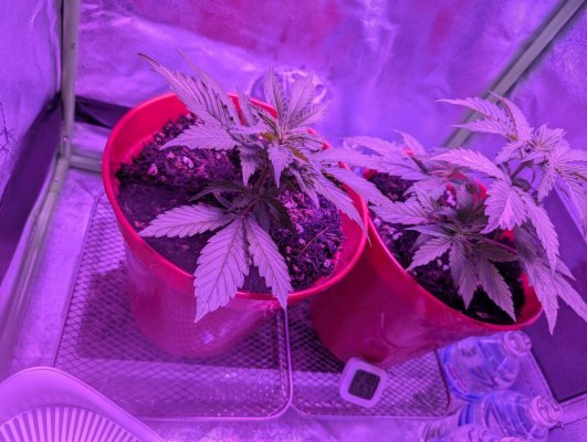 1st-time-grow-newb-help-appreciated-4.jpg