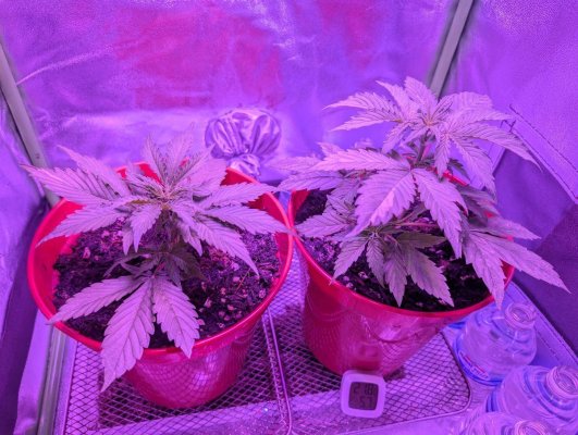 1st-time-grow-newb-help-appreciated-5.jpg