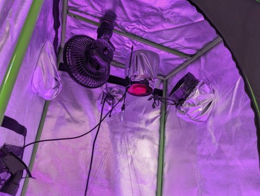 1st-time-grow-newb-help-appreciated-6.jpg