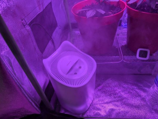 1st-time-grow-newb-help-appreciated-8.jpg